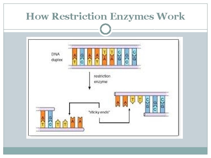 How Restriction Enzymes Work 
