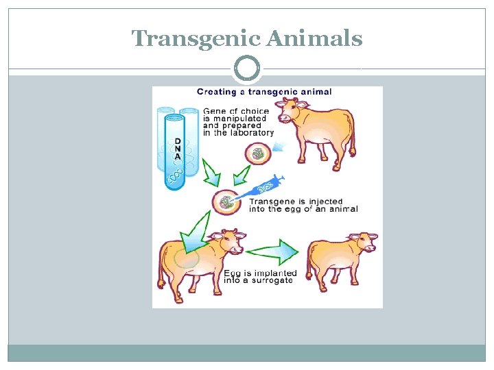 Transgenic Animals 