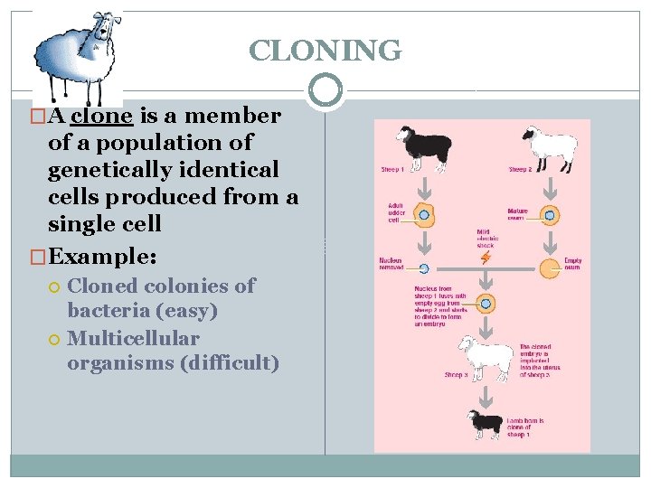 CLONING �A clone is a member of a population of genetically identical cells produced