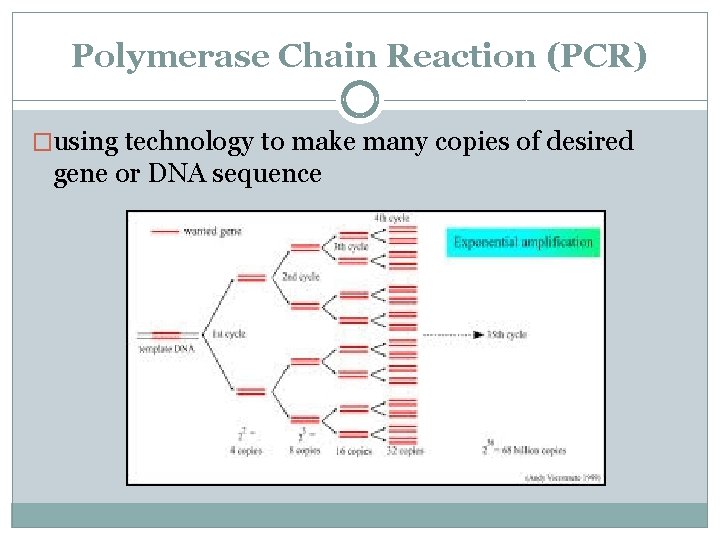 Polymerase Chain Reaction (PCR) �using technology to make many copies of desired gene or