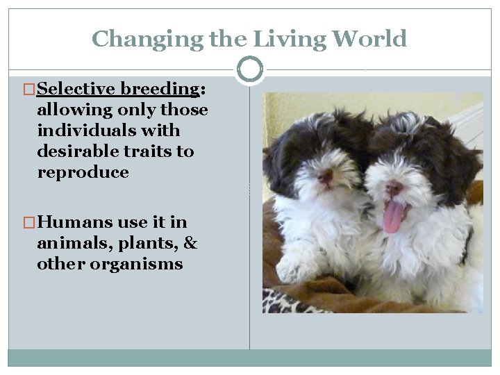 Changing the Living World �Selective breeding: allowing only those individuals with desirable traits to