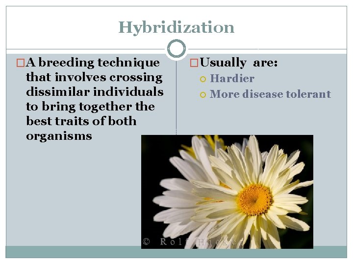Hybridization �A breeding technique that involves crossing dissimilar individuals to bring together the best