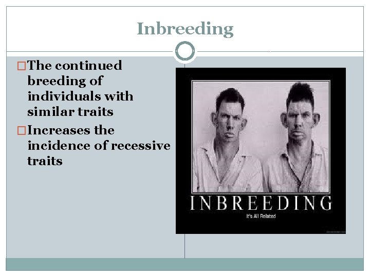 Inbreeding �The continued breeding of individuals with similar traits �Increases the incidence of recessive