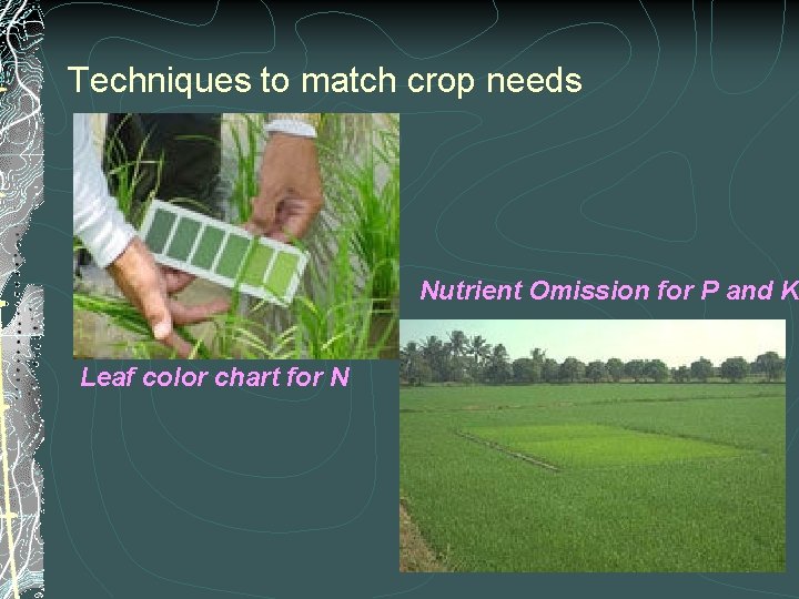 Techniques to match crop needs Nutrient Omission for P and K Leaf color chart