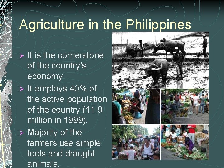 Agriculture in the Philippines It is the cornerstone of the country’s economy Ø It