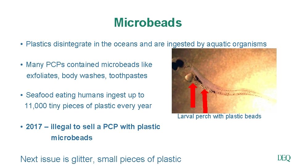 Microbeads • Plastics disintegrate in the oceans and are ingested by aquatic organisms •
