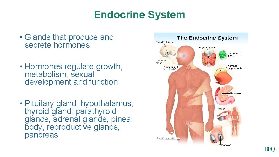 Endocrine System • Glands that produce and secrete hormones • Hormones regulate growth, metabolism,