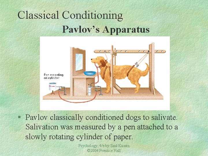 Classical Conditioning Pavlov’s Apparatus § Pavlov classically conditioned dogs to salivate. Salivation was measured