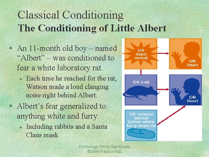 Classical Conditioning The Conditioning of Little Albert § An 11 -month old boy –