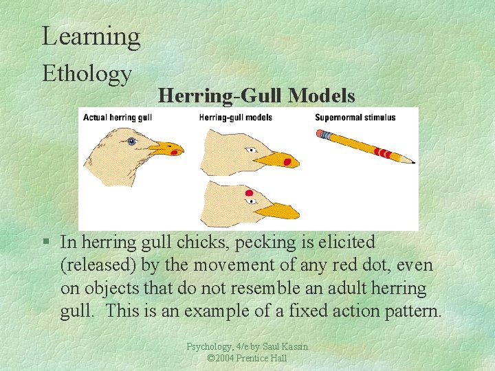 Learning Ethology Herring-Gull Models § In herring gull chicks, pecking is elicited (released) by