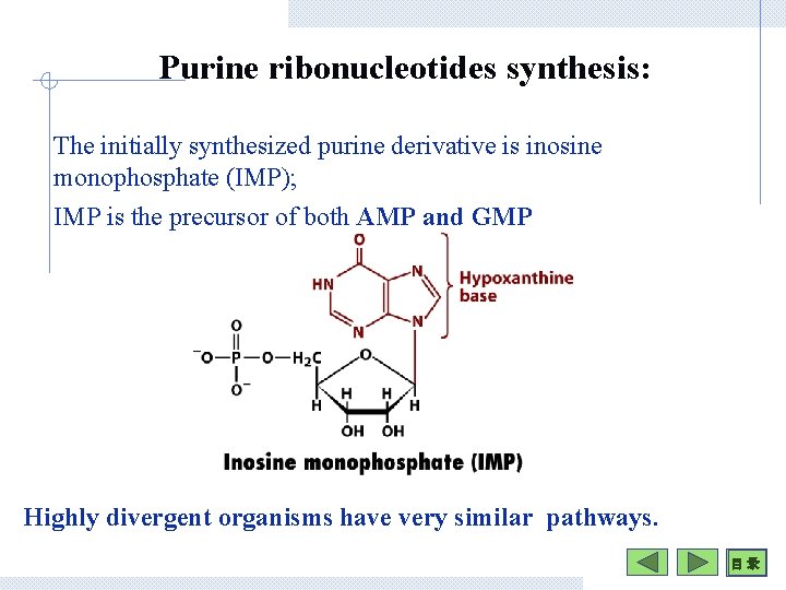 Purine ribonucleotides synthesis: The initially synthesized purine derivative is inosine monophosphate (IMP); IMP is