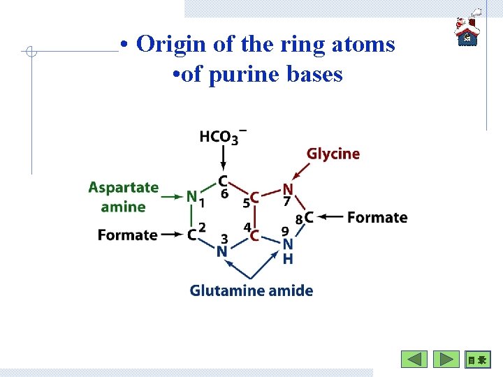  • Origin of the ring atoms • of purine bases 目 录 