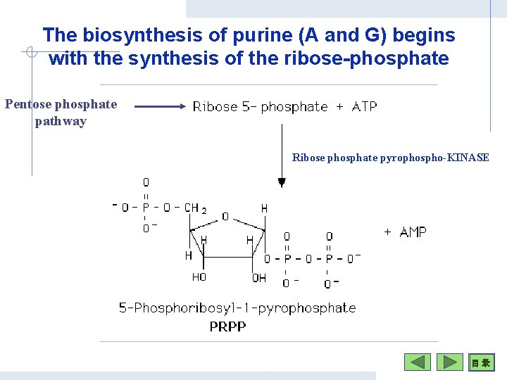 The biosynthesis of purine (A and G) begins with the synthesis of the ribose-phosphate