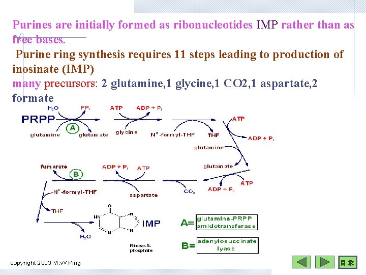 Purines are initially formed as ribonucleotides IMP rather than as free bases. Purine ring