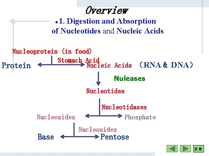 Overview 1. Digestion and Absorption of Nucleotides and Nucleic Acids l Nucleoprotein (in food)