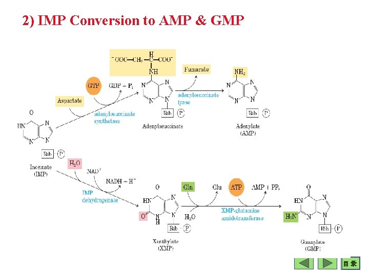 2) IMP Conversion to AMP & GMP 目 录 