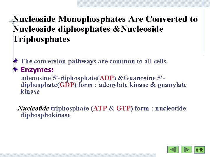 Nucleoside Monophosphates Are Converted to Nucleoside diphosphates &Nucleoside Triphosphates The conversion pathways are common