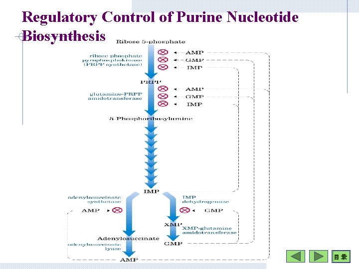 Regulatory Control of Purine Nucleotide Biosynthesis 目 录 