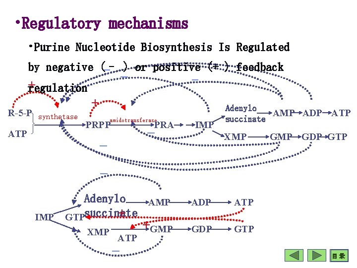  • Regulatory mechanisms • Purine Nucleotide Biosynthesis Is Regulated _ _) or positive
