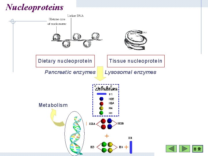 Nucleoproteins Dietary nucleoprotein Pancreatic enzymes Tissue nucleoprotein Lysosomal enzymes Metabolism 目 录 