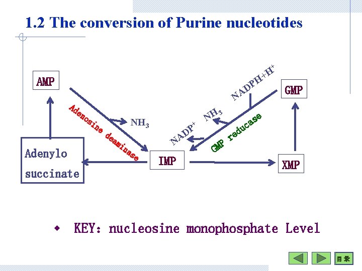 1. 2 The conversion of Purine nucleotides + H + H AMP P D
