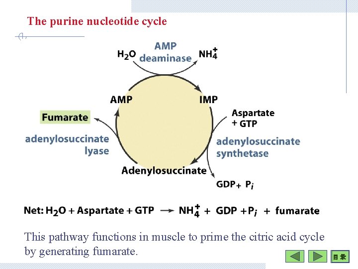 The purine nucleotide cycle This pathway functions in muscle to prime the citric acid