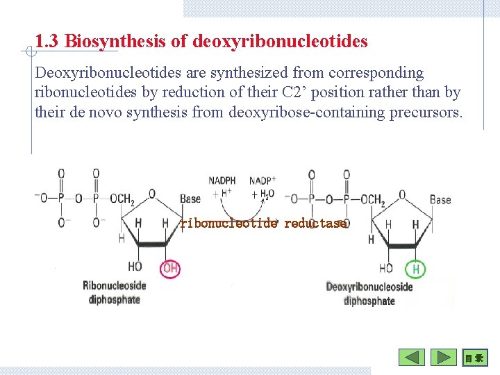 1. 3 Biosynthesis of deoxyribonucleotides Deoxyribonucleotides are synthesized from corresponding ribonucleotides by reduction of