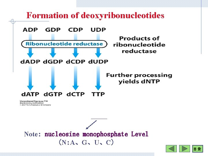 Formation of deoxyribonucleotides Note: nucleosine monophosphate Level (N: A、G、U、C) 目 录 