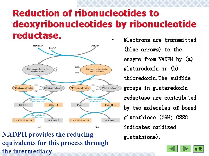 Reduction of ribonucleotides to deoxyribonucleotides by ribonucleotide reductase. • Electrons are transmitted (blue arrows)