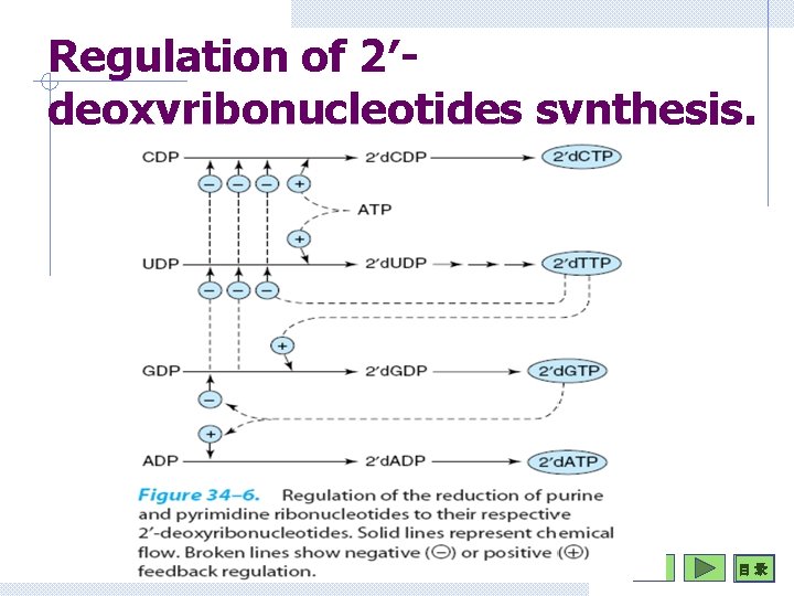 Regulation of 2′deoxyribonucleotides synthesis. 目 录 