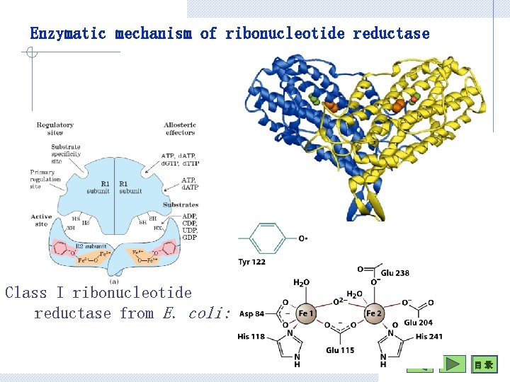 Enzymatic mechanism of ribonucleotide reductase Class I ribonucleotide reductase from E. coli: 目 录