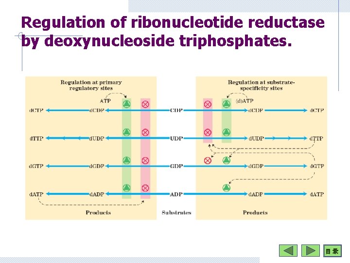 Regulation of ribonucleotide reductase by deoxynucleoside triphosphates. 目 录 