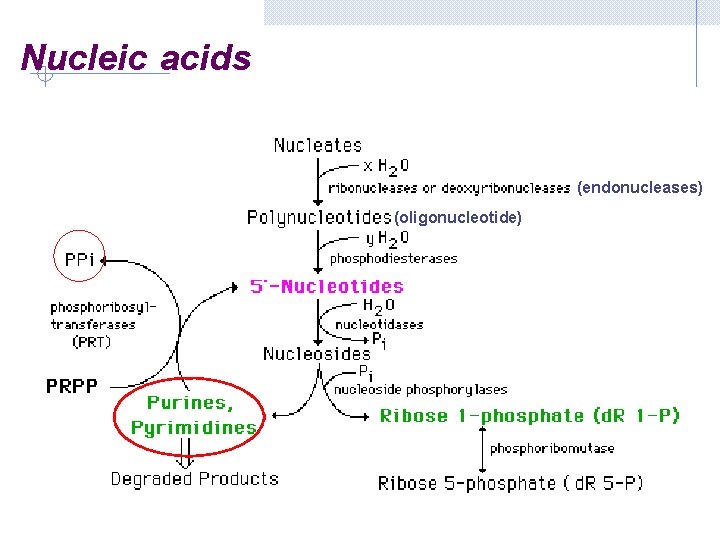 Nucleic acids (endonucleases) (oligonucleotide) 目 录 