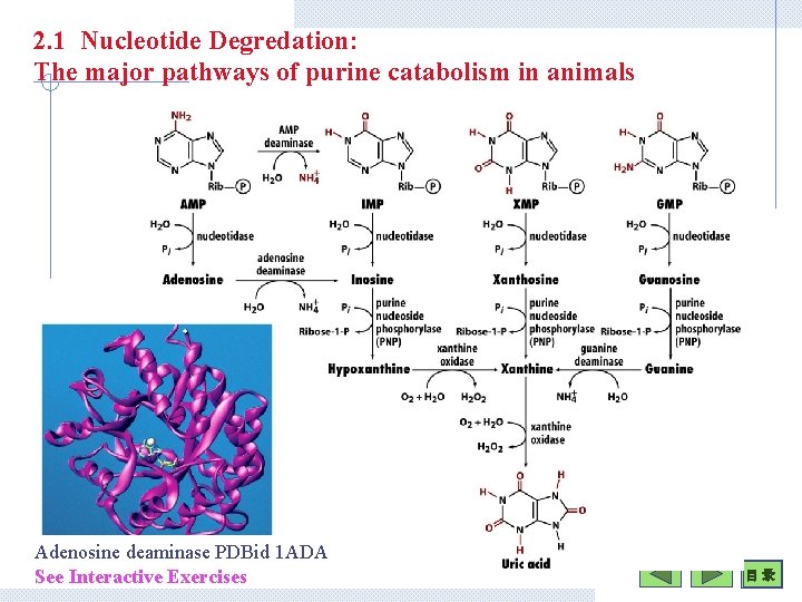 2. 1 Nucleotide Degredation: The major pathways of purine catabolism in animals Adenosine deaminase