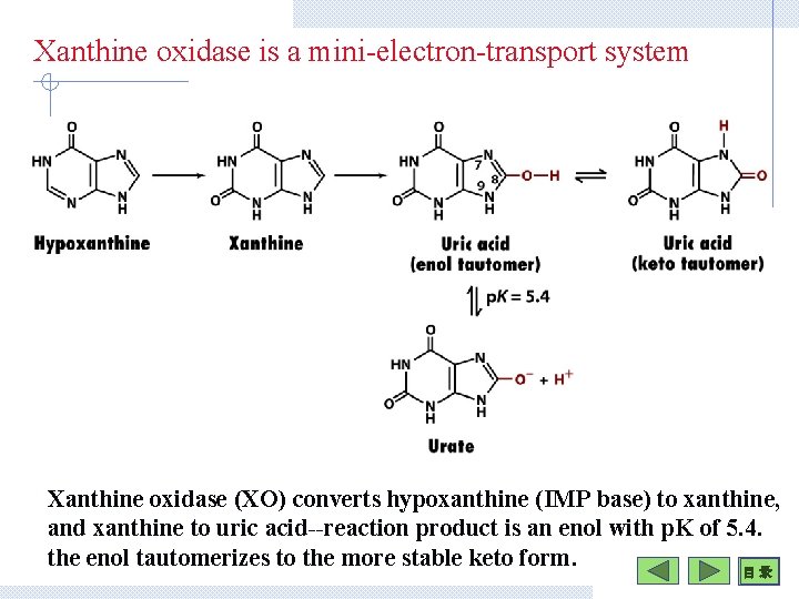 Xanthine oxidase is a mini-electron-transport system Xanthine oxidase (XO) converts hypoxanthine (IMP base) to