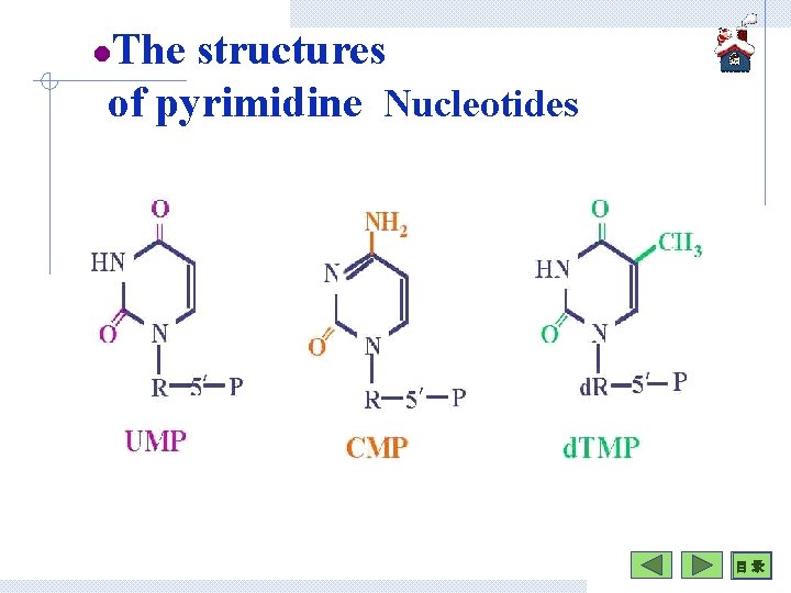 The structures of pyrimidine Nucleotides l 目 录 