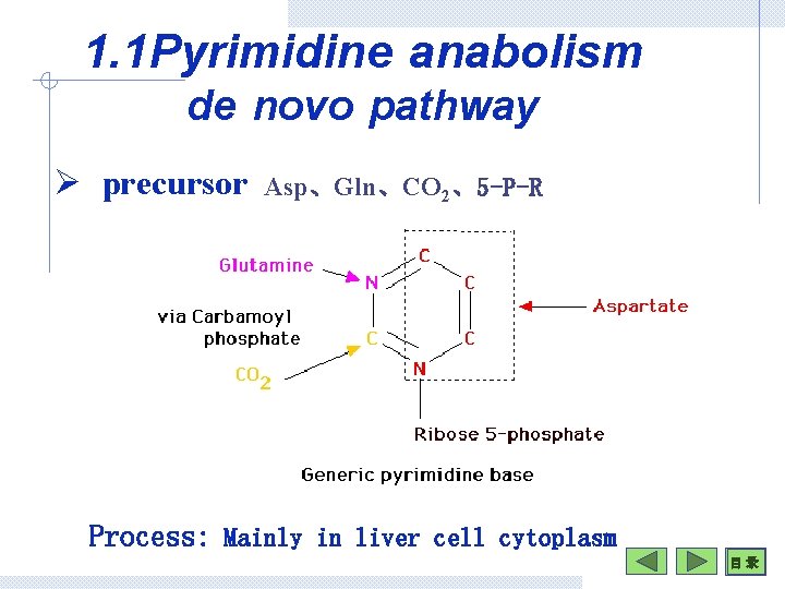 1. 1 Pyrimidine anabolism de novo pathway Ø precursor Asp、Gln、CO 2、5 -P-R Process: Mainly