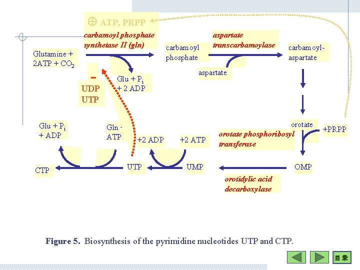  ATP, PRPP carbamoyl phosphate synthetase II (gln) Glutamine + 2 ATP + CO