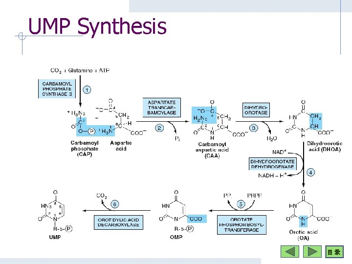 UMP Synthesis 目 录 