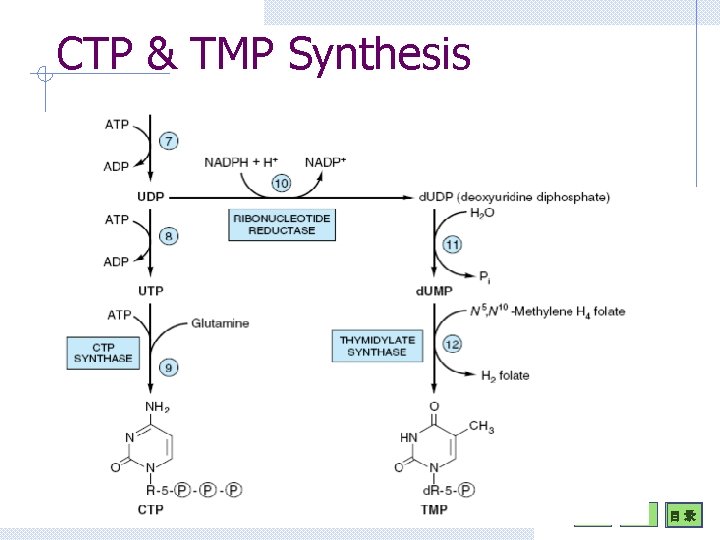 CTP & TMP Synthesis 目 录 