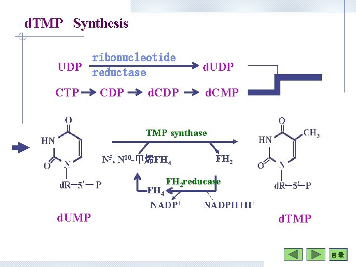 d. TMP Synthesis ribonucleotide UDP reductase d. UDP CTP d. CMP CDP d. CDP