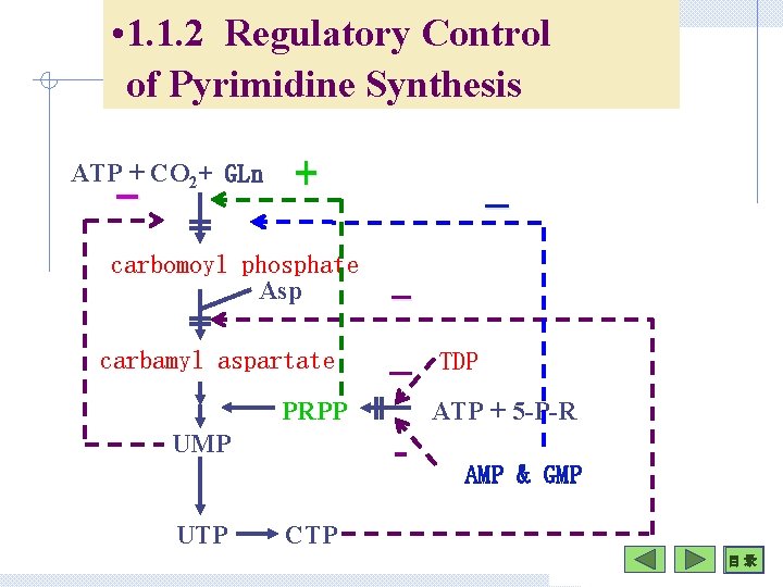  • 1. 1. 2 Regulatory Control of Pyrimidine Synthesis ATP + CO 2+