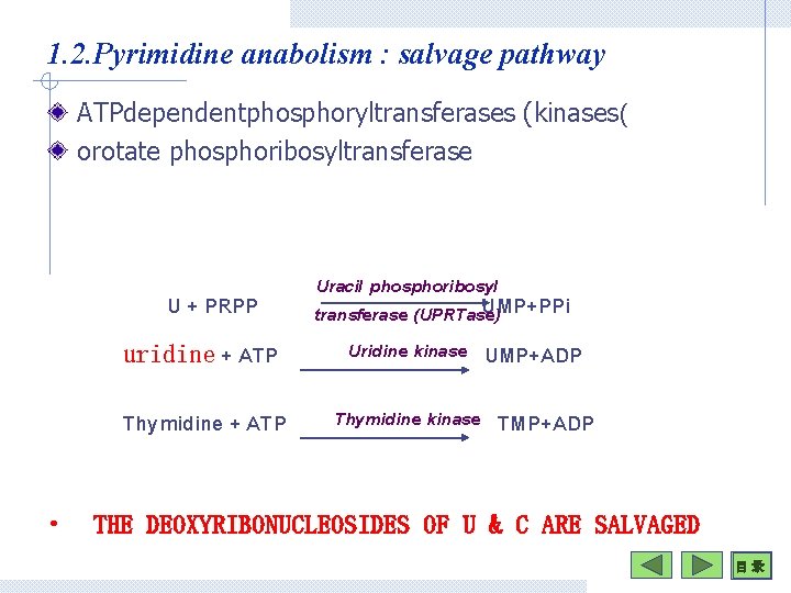 1. 2. Pyrimidine anabolism : salvage pathway ATPdependentphosphoryltransferases (kinases( orotate phosphoribosyltransferase U + PRPP