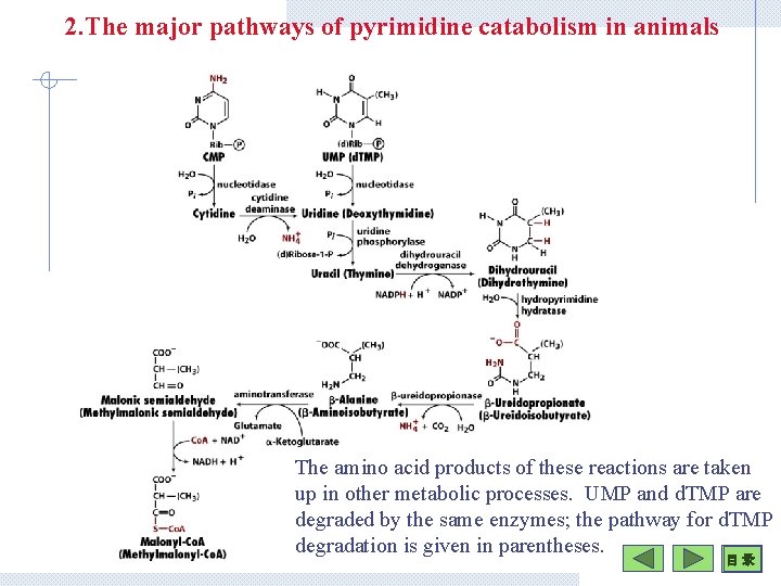 2. The major pathways of pyrimidine catabolism in animals The amino acid products of
