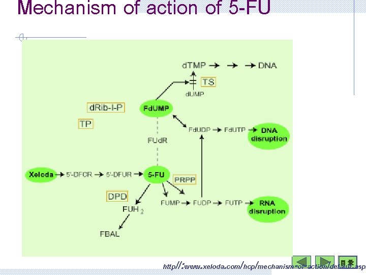 Mechanism of action of 5 -FU 目 录 http//: www. xeloda. com/hcp/mechanism-of-action/default. aspx 