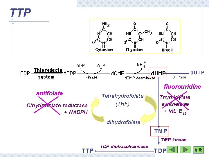 TTP UTPase antifolate Dihydrofolate reductase + NADPH TTP Tetrahydrofolate (THF) dihydrofolate TDP diphosphokinase d.