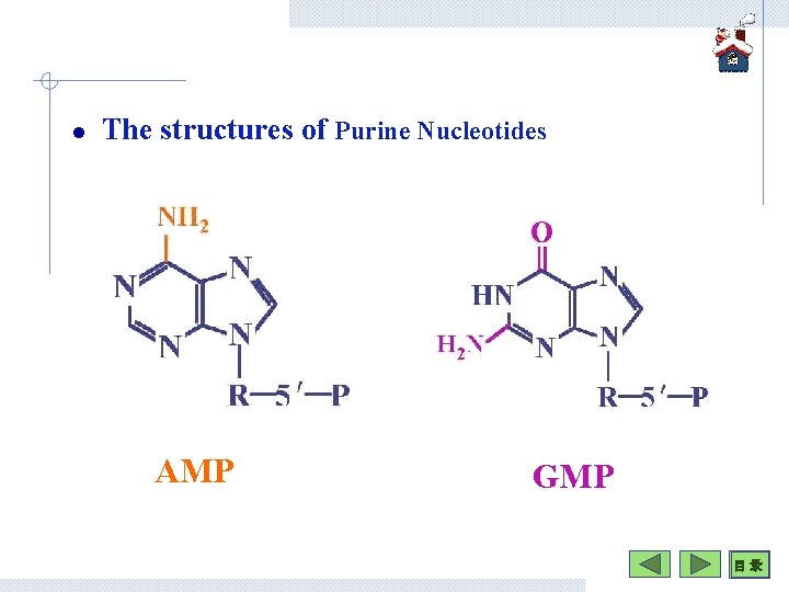 l The structures of Purine Nucleotides AMP GMP 目 录 