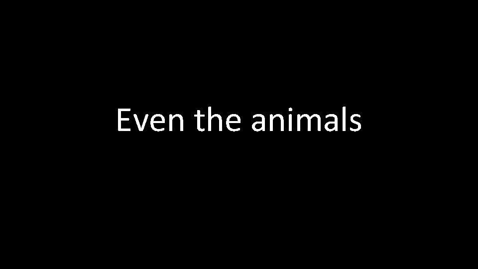 Even the animals 