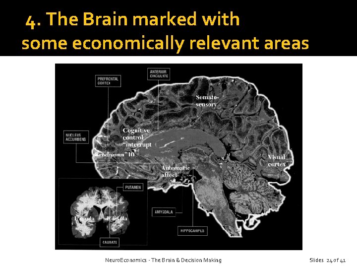 4. The Brain marked with some economically relevant areas Neuro. Economics - The Brain