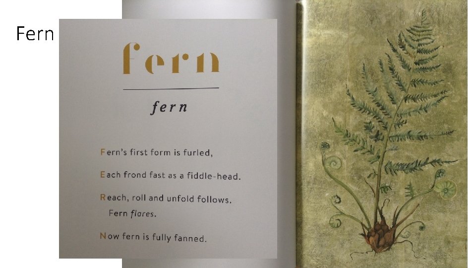 Fern 